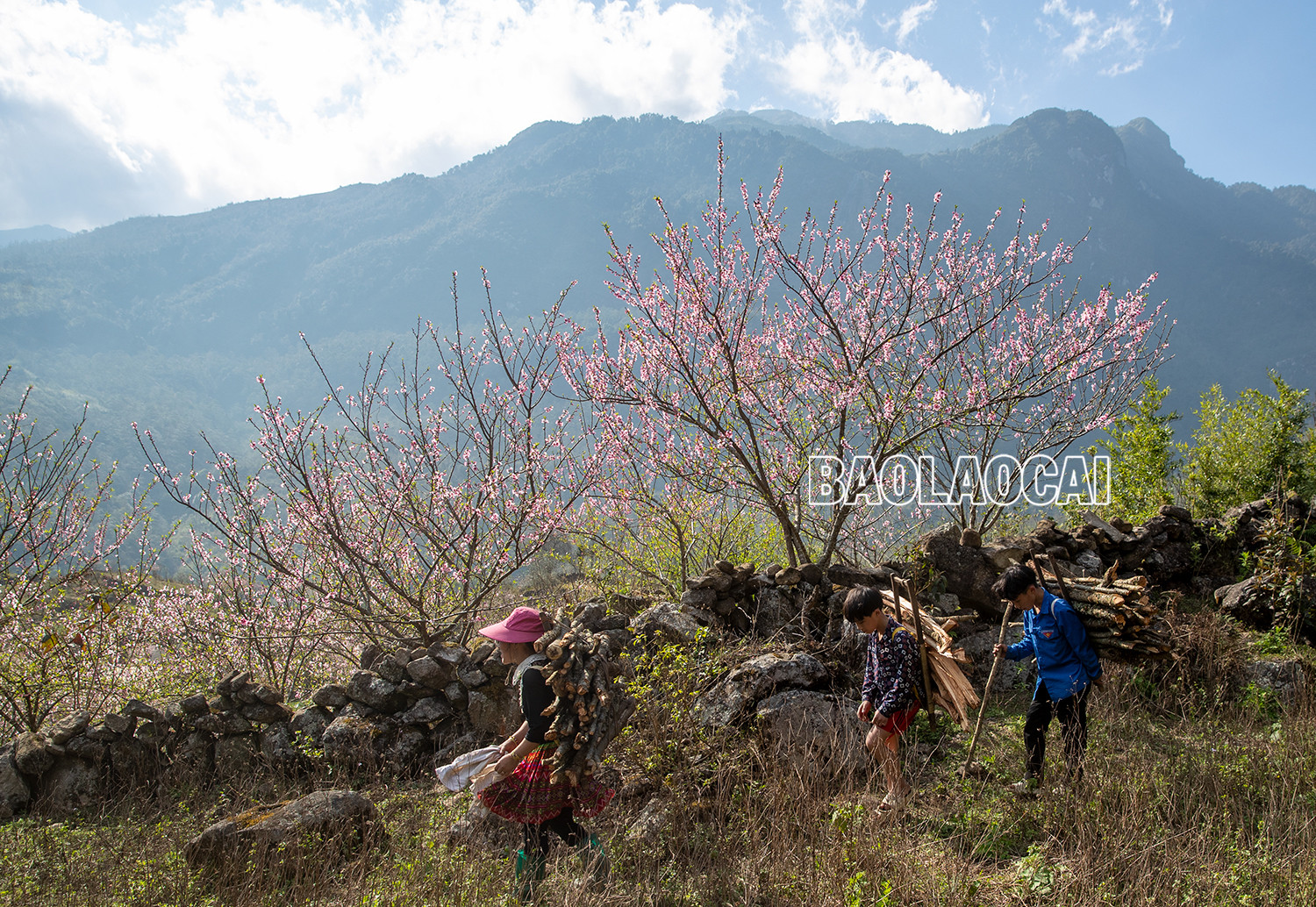 Lên Nhìu Cồ San ngắm hoa đào nở muộn ảnh 8 Lên Nhìu Cồ San ngắm hoa đào nở muộn ảnh 8