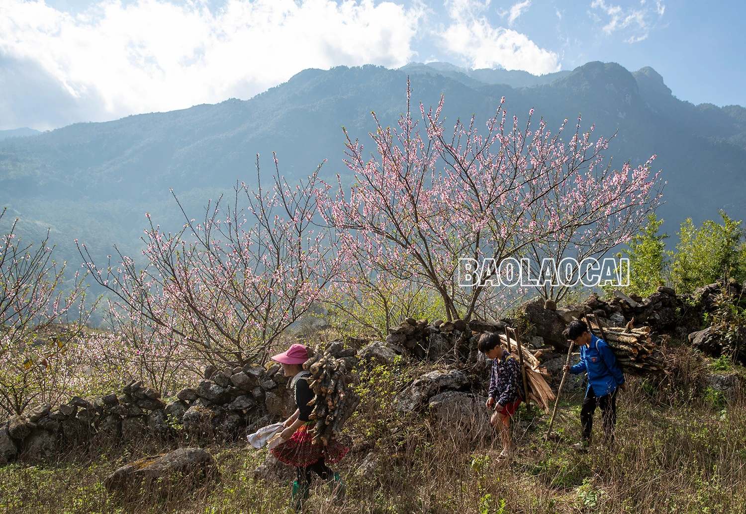 Lên Nhìu Cồ San ngắm hoa đào nở muộn ảnh 8 Lên Nhìu Cồ San ngắm hoa đào nở muộn ảnh 8