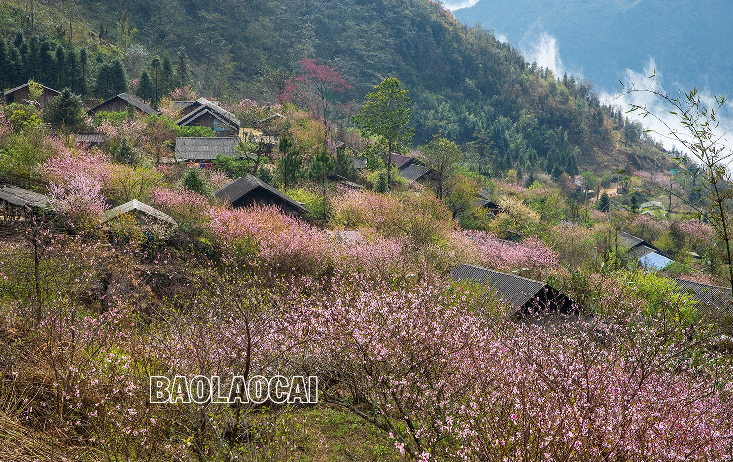 Lên Nhìu Cồ San ngắm hoa đào nở muộn ảnh 2 Lên Nhìu Cồ San ngắm hoa đào nở muộn ảnh 2