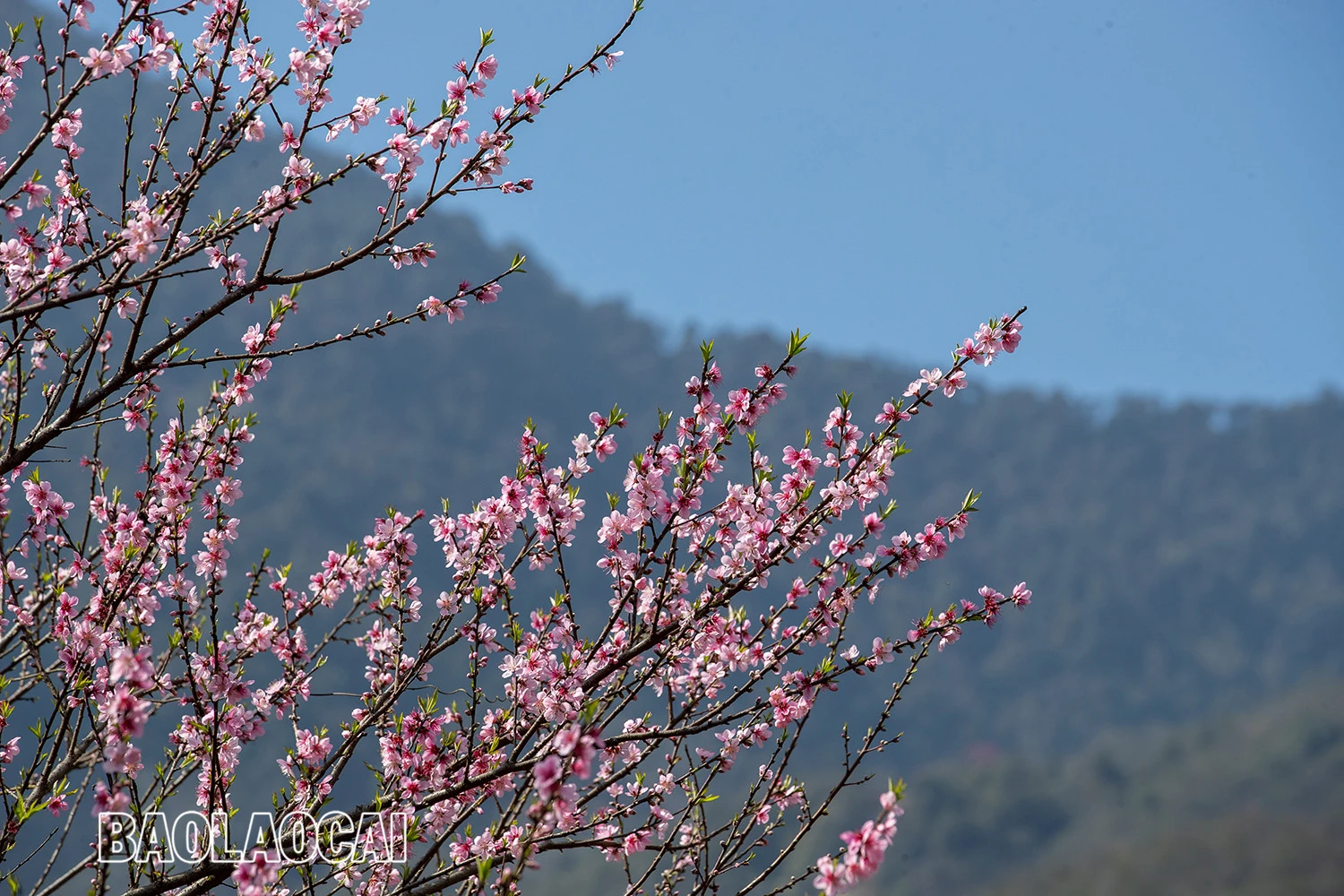 Lên Nhìu Cồ San ngắm hoa đào nở muộn ảnh 7 Lên Nhìu Cồ San ngắm hoa đào nở muộn ảnh 7