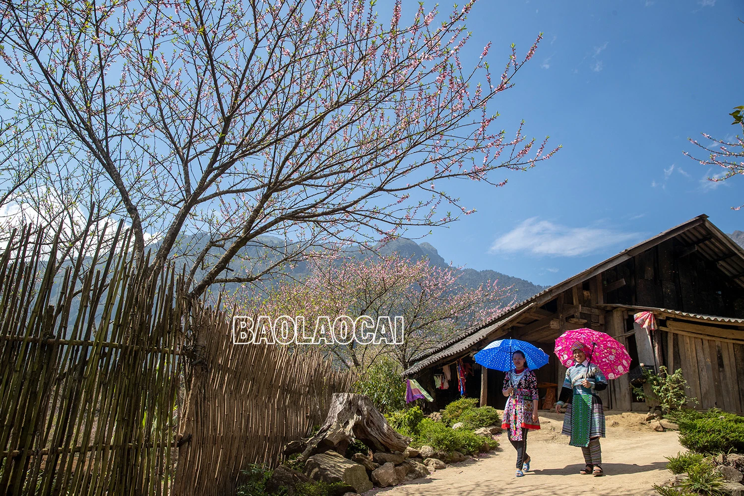 Lên Nhìu Cồ San ngắm hoa đào nở muộn ảnh 4 Lên Nhìu Cồ San ngắm hoa đào nở muộn ảnh 4