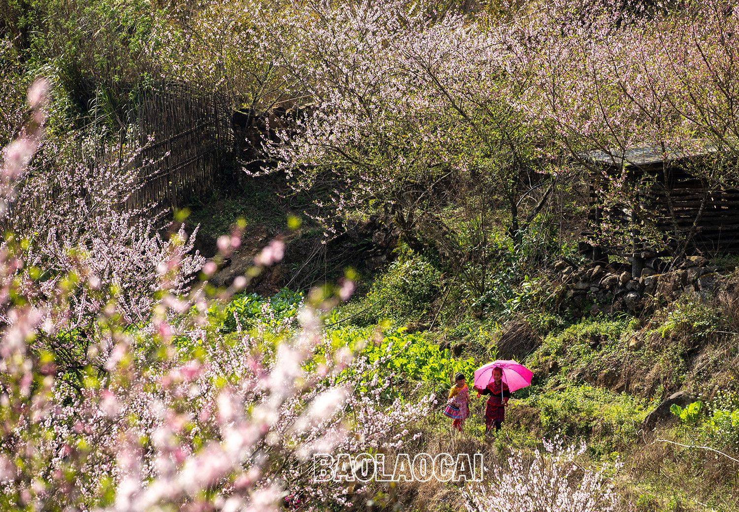 Lên Nhìu Cồ San ngắm hoa đào nở muộn ảnh 10 Lên Nhìu Cồ San ngắm hoa đào nở muộn ảnh 10