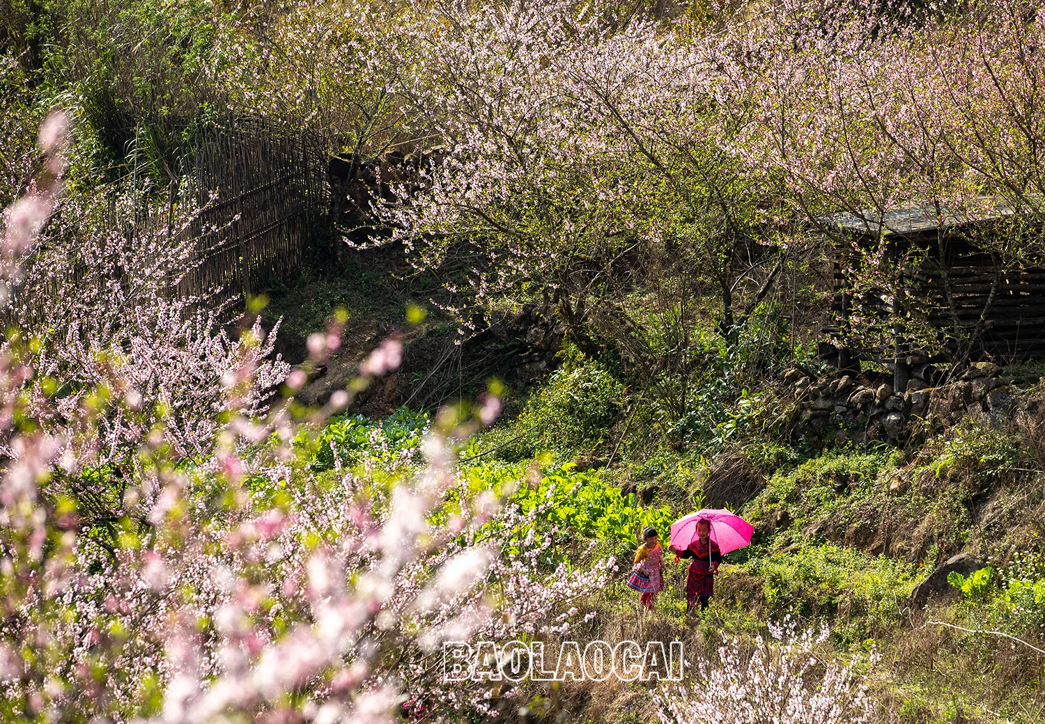 Lên Nhìu Cồ San ngắm hoa đào nở muộn ảnh 10 Lên Nhìu Cồ San ngắm hoa đào nở muộn ảnh 10