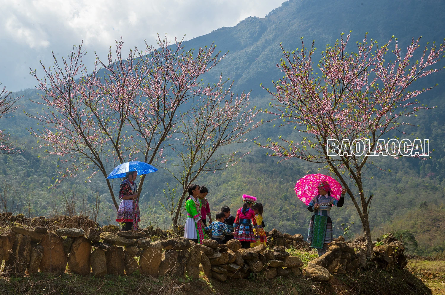 Lên Nhìu Cồ San ngắm hoa đào nở muộn ảnh 6 Lên Nhìu Cồ San ngắm hoa đào nở muộn ảnh 6