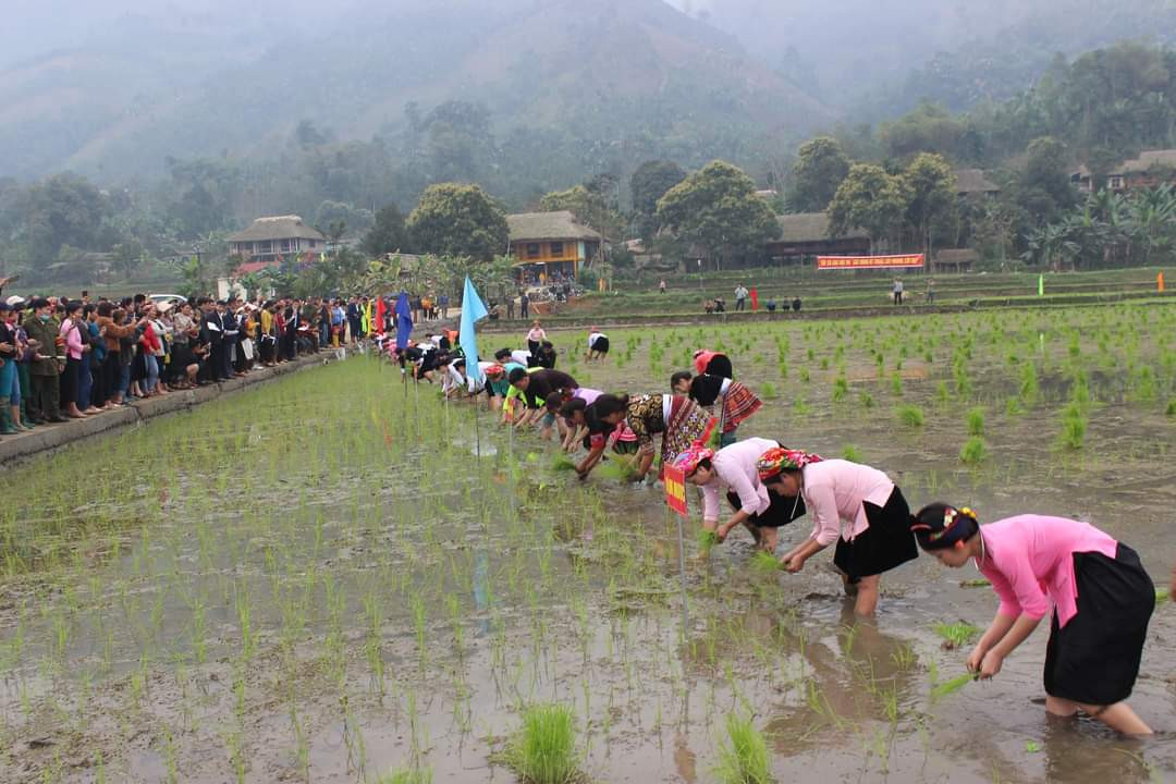 Bảo Yên: Tổ chức hội thi cấy lúa theo phương pháp canh tác cải tiến ảnh 1
