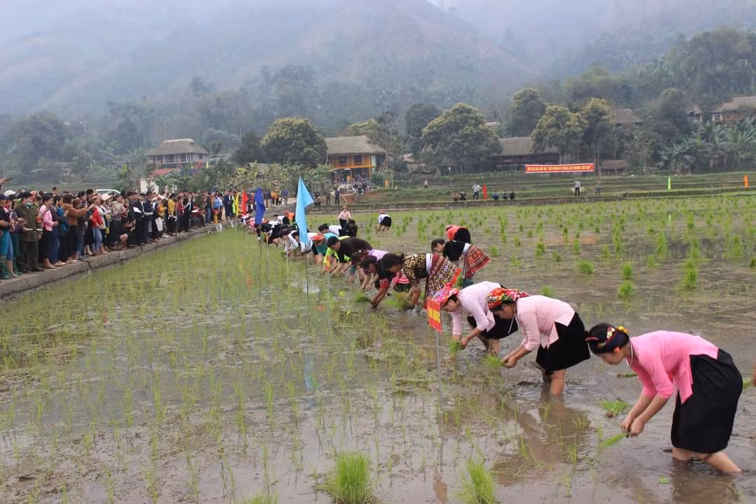 Bảo Yên: Tổ chức hội thi cấy lúa theo phương pháp canh tác cải tiến ảnh 1