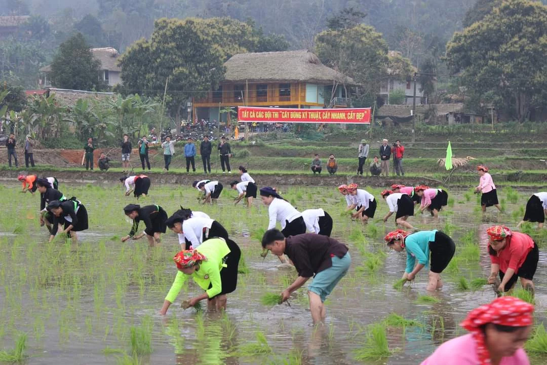 Bảo Yên: Tổ chức hội thi cấy lúa theo phương pháp canh tác cải tiến ảnh 4