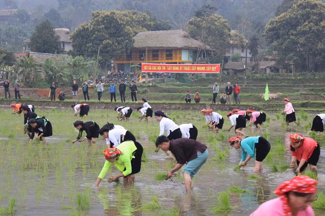 Bảo Yên: Tổ chức hội thi cấy lúa theo phương pháp canh tác cải tiến ảnh 4