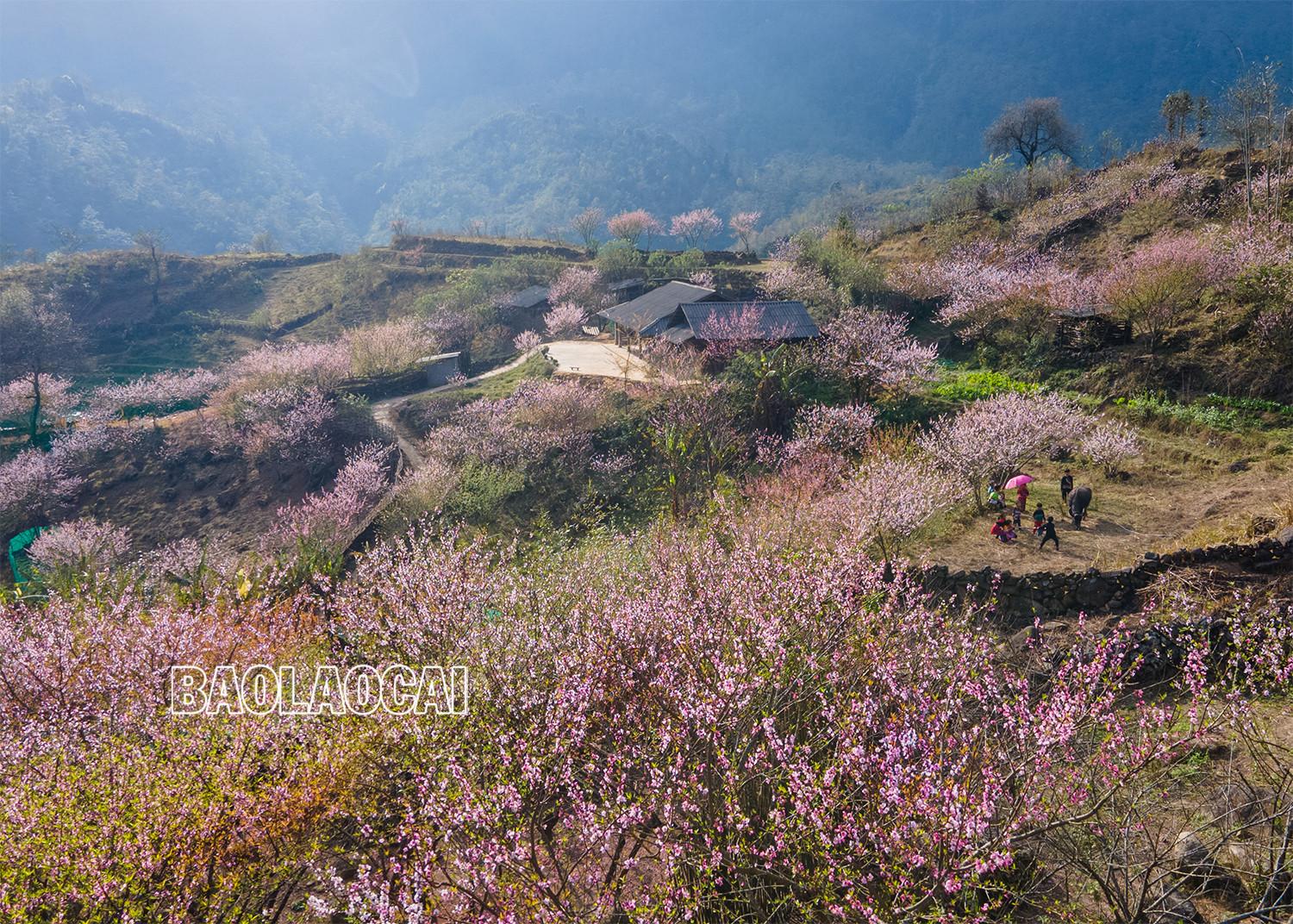 Lên Nhìu Cồ San ngắm hoa đào nở muộn ảnh 9 Lên Nhìu Cồ San ngắm hoa đào nở muộn ảnh 9