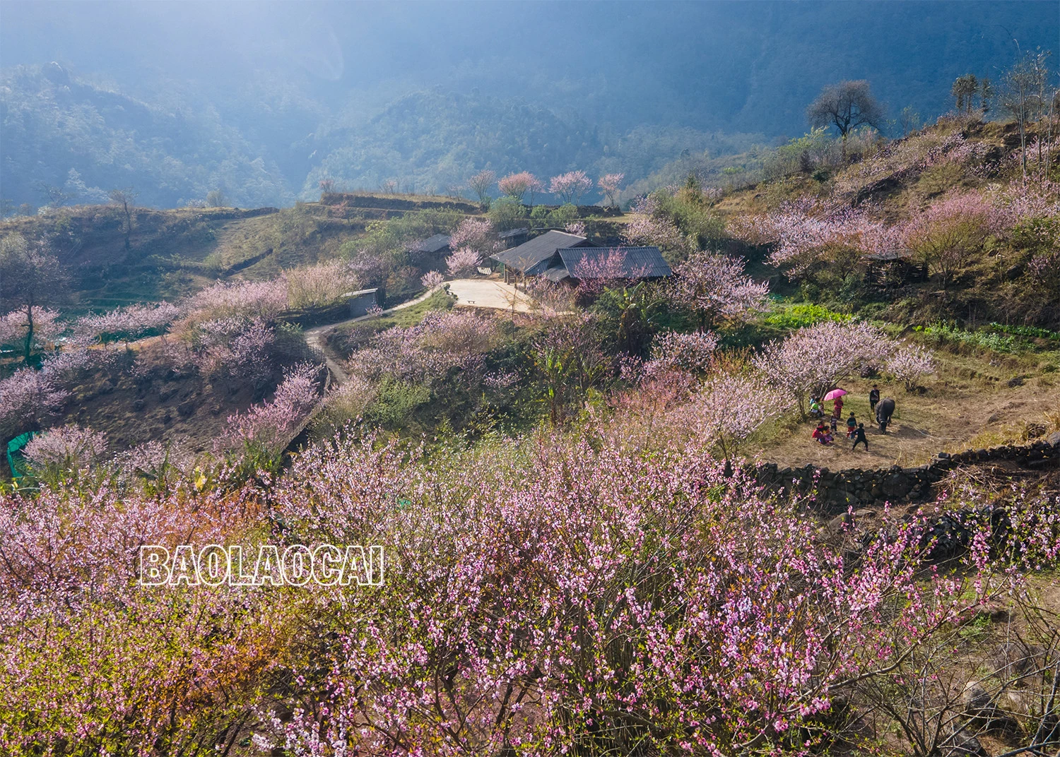Lên Nhìu Cồ San ngắm hoa đào nở muộn ảnh 9 Lên Nhìu Cồ San ngắm hoa đào nở muộn ảnh 9