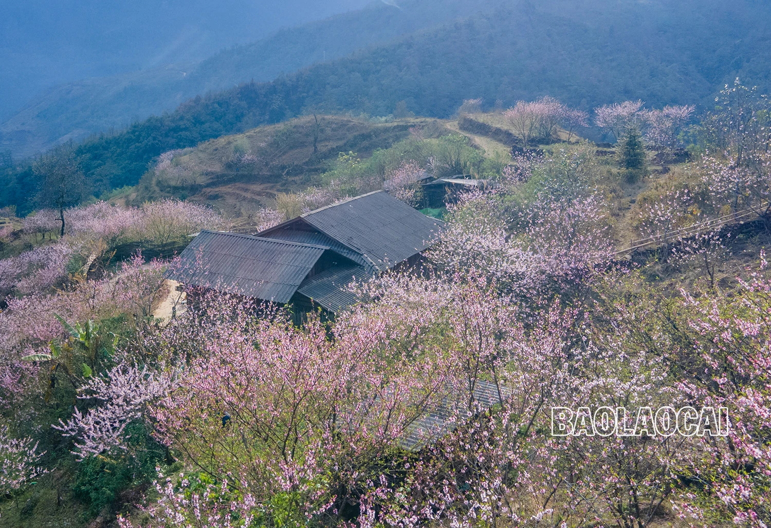 Lên Nhìu Cồ San ngắm hoa đào nở muộn ảnh 1 Lên Nhìu Cồ San ngắm hoa đào nở muộn ảnh 1