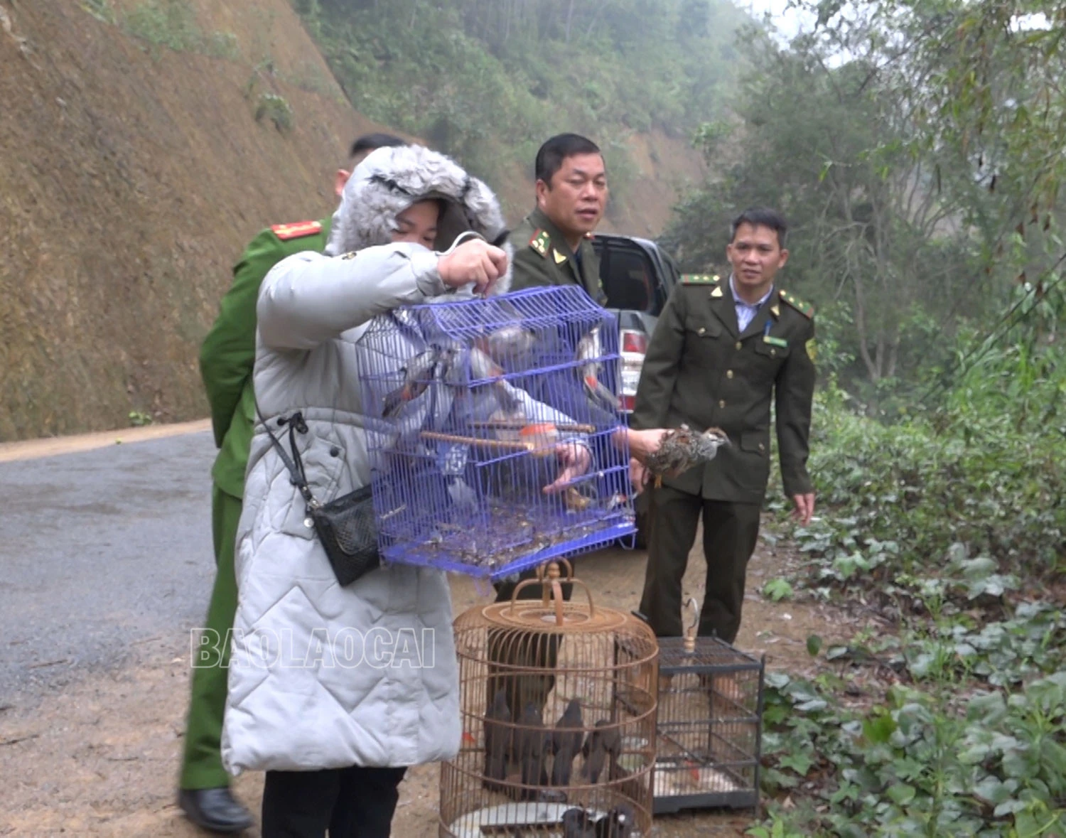 Thả các cá thể chim về tự nhiên.