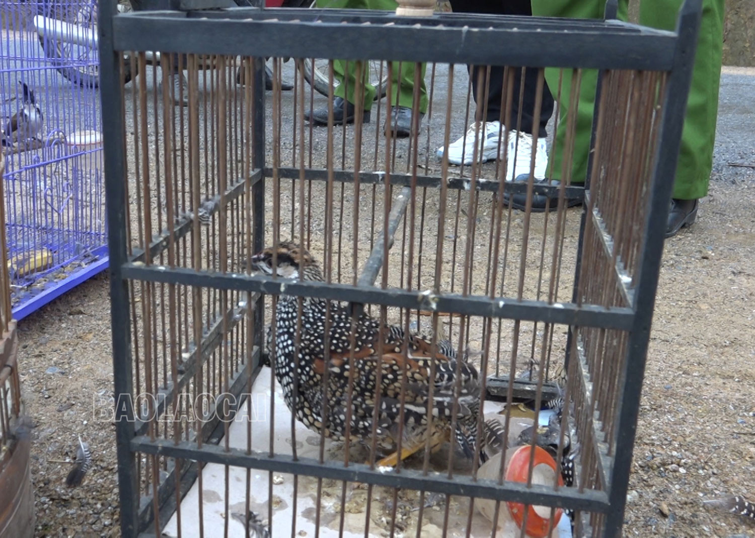 Kiểm lâm Bảo Thắng thu giữ và thả về tự nhiên 14 cá thể chim hoang dã ảnh 2