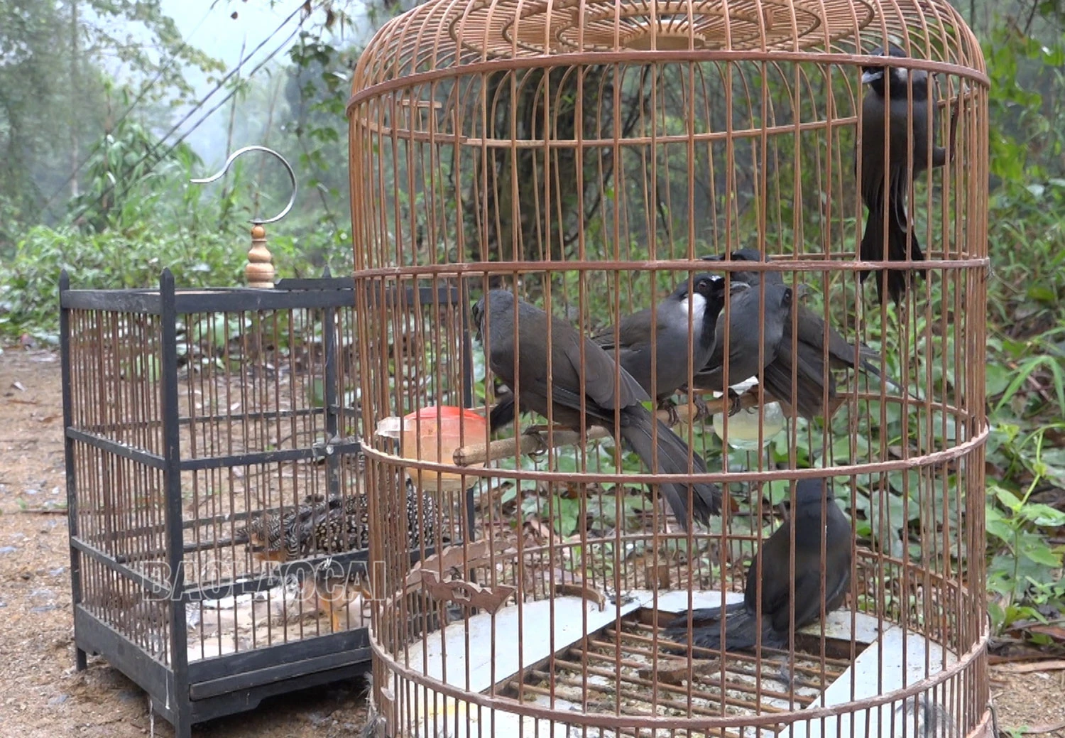 Cá thể chim thu giữ.