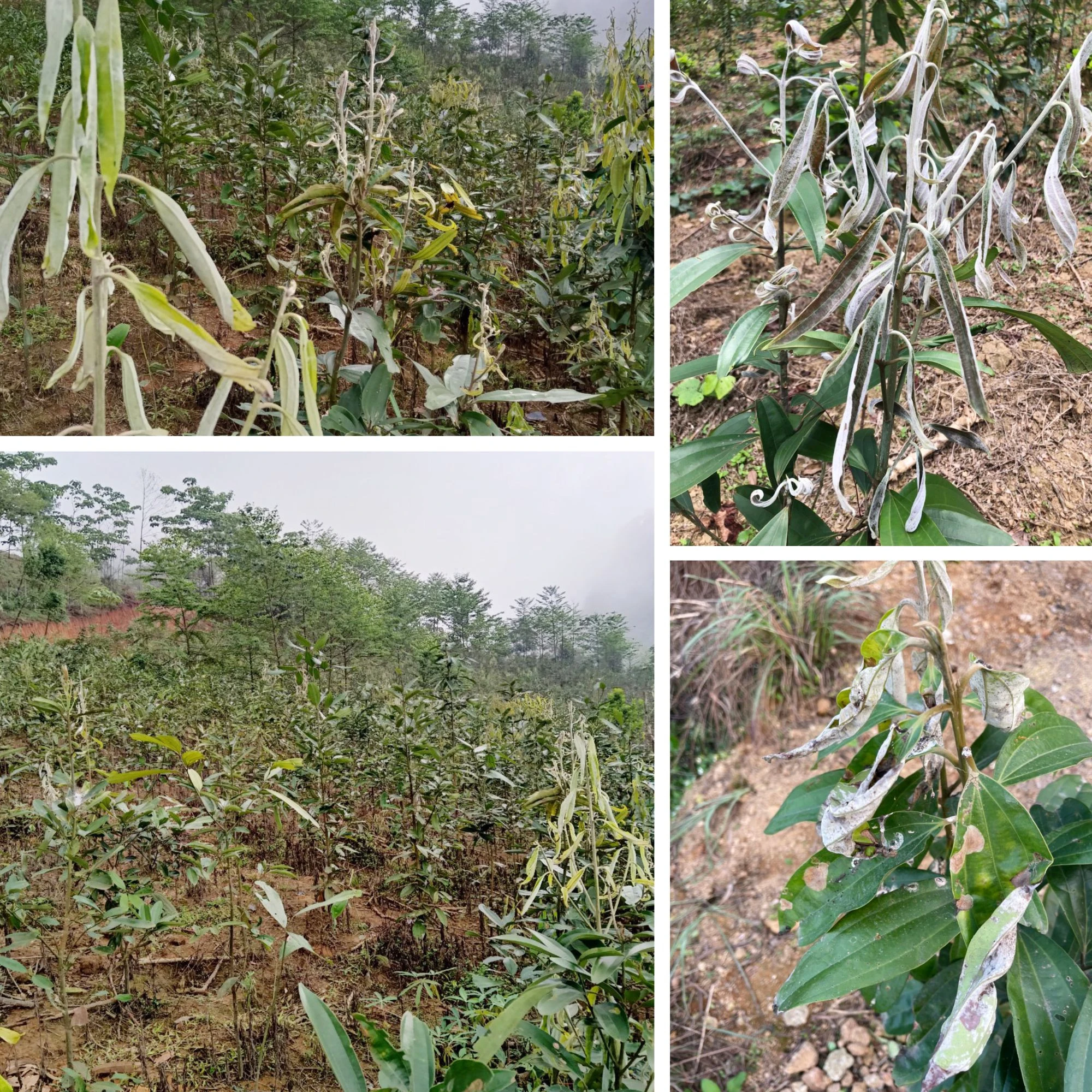 Bệnh phấn trắng nếu không được phòng trừ kịp thời có thể gây chết cây.