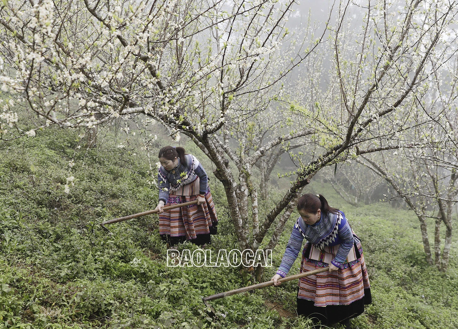 Vẻ đẹp dung dị của phụ nữ Lào Cai trong lao động ảnh 8