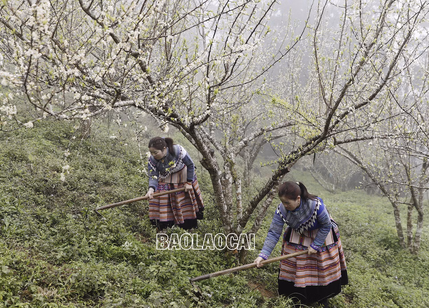 Vẻ đẹp dung dị của phụ nữ Lào Cai trong lao động ảnh 8