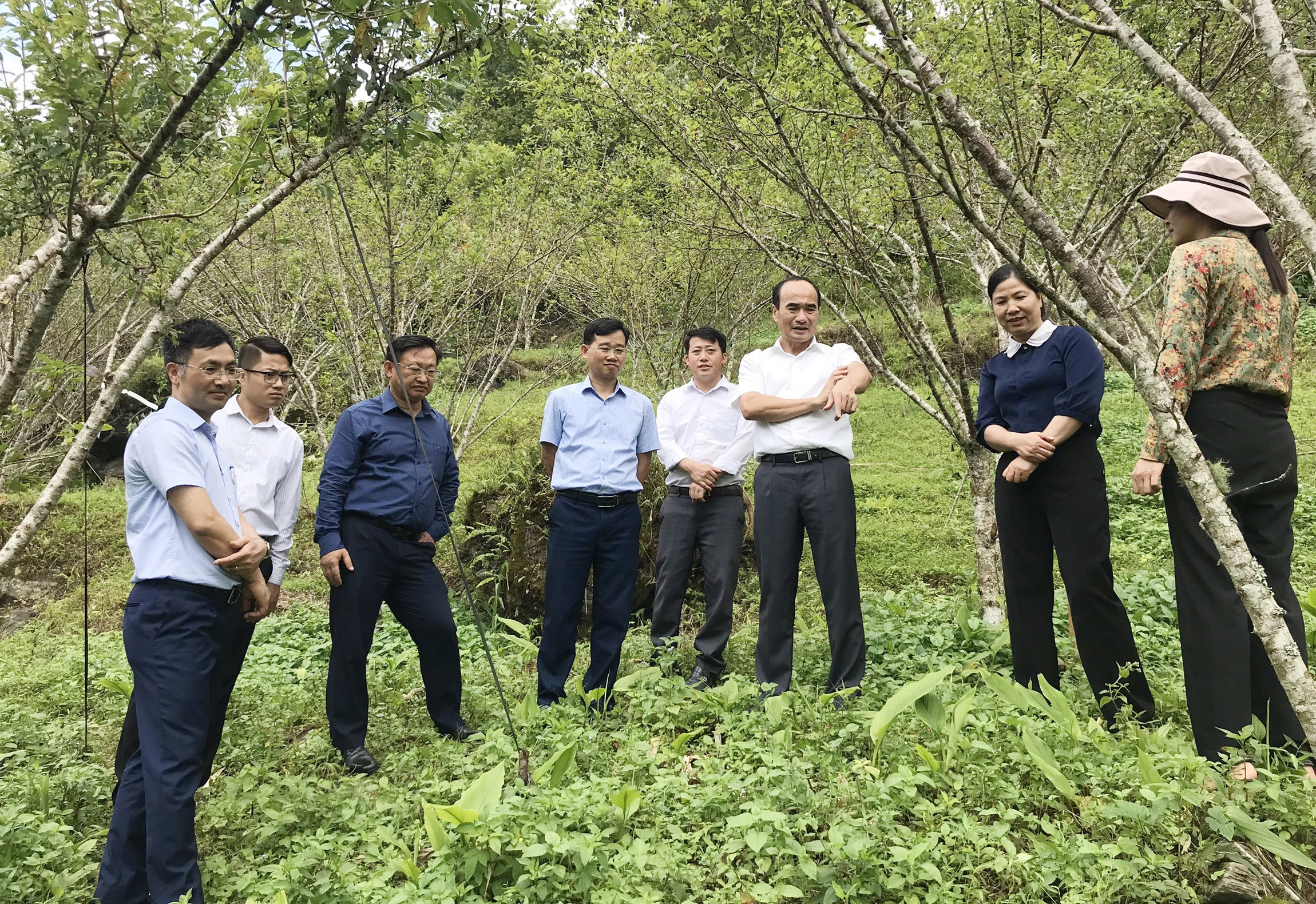 Đồng chí Vũ Xuân Cường, Phó Bí thư Thường trực Tỉnh ủy kiểm tra mô hình phát triển cây ăn quả tại huyện Bắc Hà. Ảnh: Hoàng Quyền- Văn phòng Tỉnh ủy.