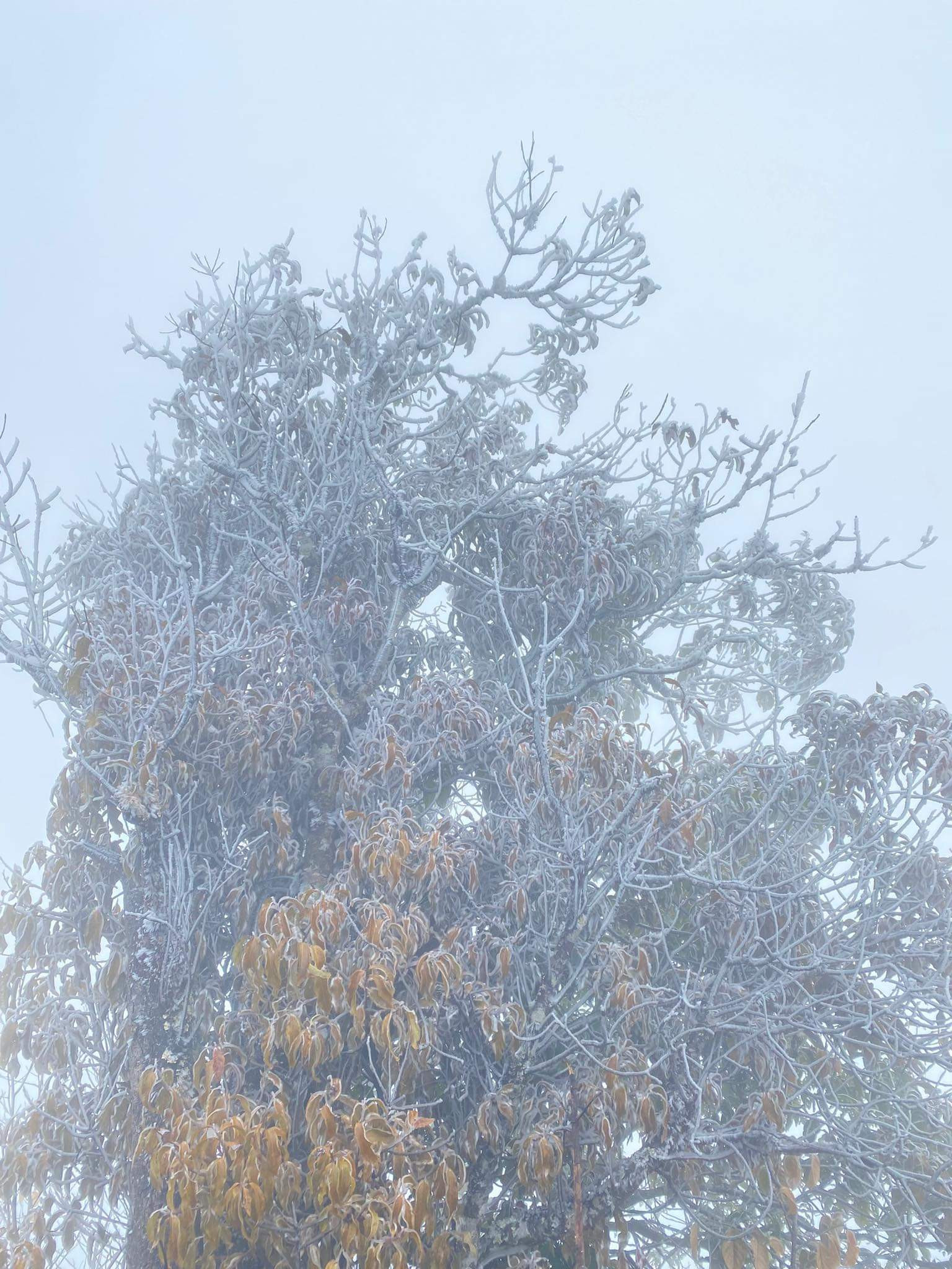 Ngày mùng 7, mùng 8 tháng Giêng Quý Mão 2023, khu vực xã Y Tý khung cảnh mờ ảo bởi sương mù và nhiệt độ giảm thấp chỉ còn 3 - 4 độ C. Trên núi Lảo Thẩn nhiệt độ giảm sâu, xuất hiện băng giá phủ trắng cây cối. Mặc dù trời rét và sương mù nhưng nhiều du khách trong và ngoài tỉnh rất thích thú được trải nghiệm tại Y Tý. Du khách leo núi Lảo Thẩn bất ngờ khi gặp cảnh băng giá trắng xóa ngay những ngày đầu năm mới. Thử cảm giác tay không chạm vào băng ở độ cao 2.800m so với mực nước biển. Bạn trẻ chụp ảnh lưu niệm với băng giá trên núi Lảo Thẩn. Từ ngày mùng 1 tết đến mùng 8 tháng Giêng, xã Y Tý đón khoảng 4.300 lượt khách tham quan, trong đó có khoảng 400 khách leo núi. Các homestay tại Y Tý khởi đầu năm mới với nhiều tín hiệu vui khi lượng khách dần tăng lên. Du khách ăn tối tại homestay Xá Hà Nhì, thôn Lao Chải, xã Y Tý ngày đầu năm mới.