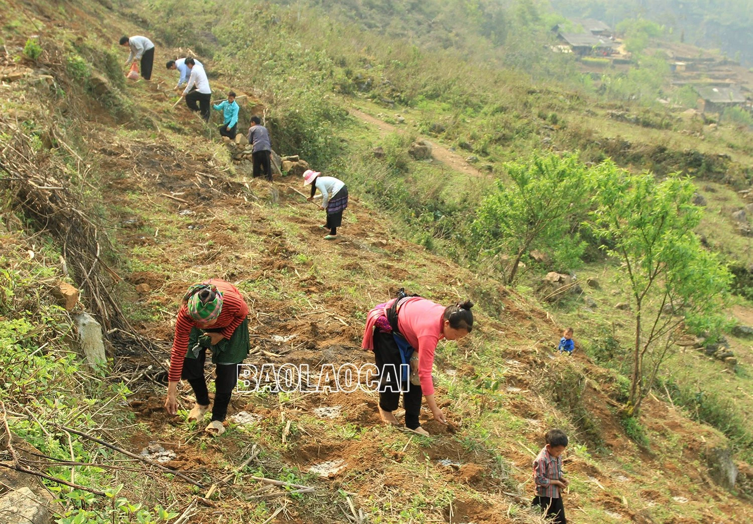 Mùa gieo hạt ở vùng cao ảnh 7