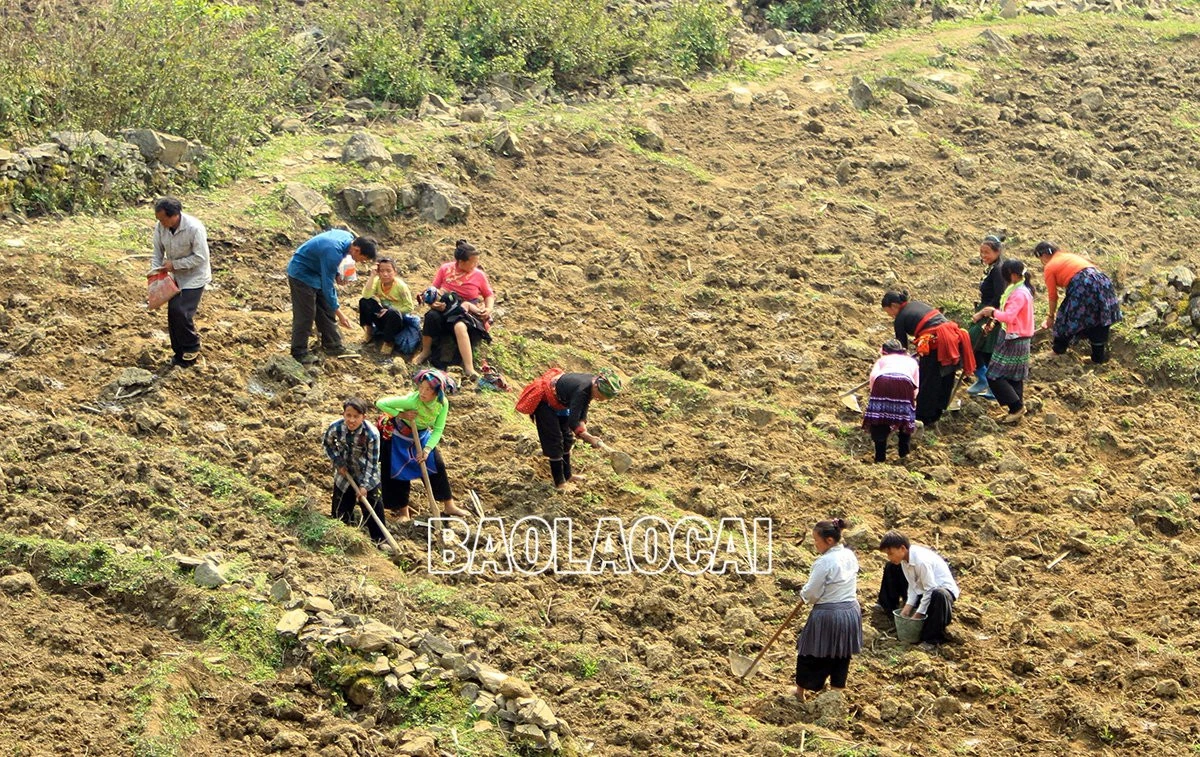 Mùa gieo hạt ở vùng cao ảnh 6