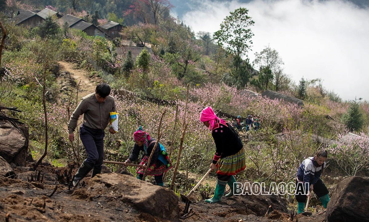 Mùa gieo hạt ở vùng cao ảnh 4