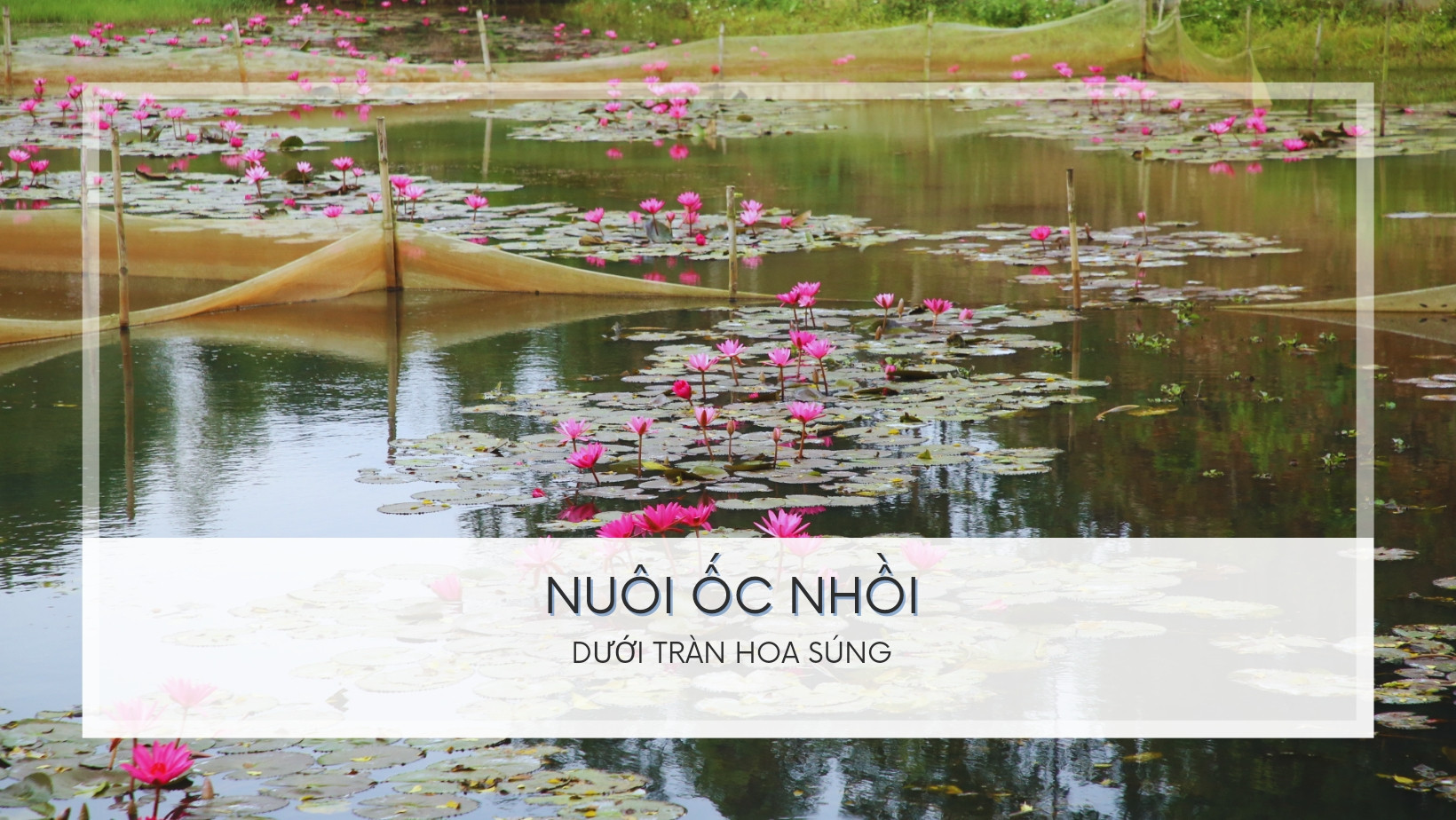 Nuôi ốc nhồi dưới tràn hoa súng ảnh 1 Nuôi ốc nhồi dưới tràn hoa súng ảnh 1