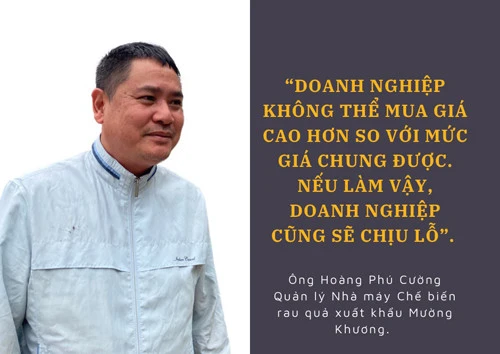 Nông dân "thủ phủ" dứa như "ngồi trên đống lửa" ảnh 5