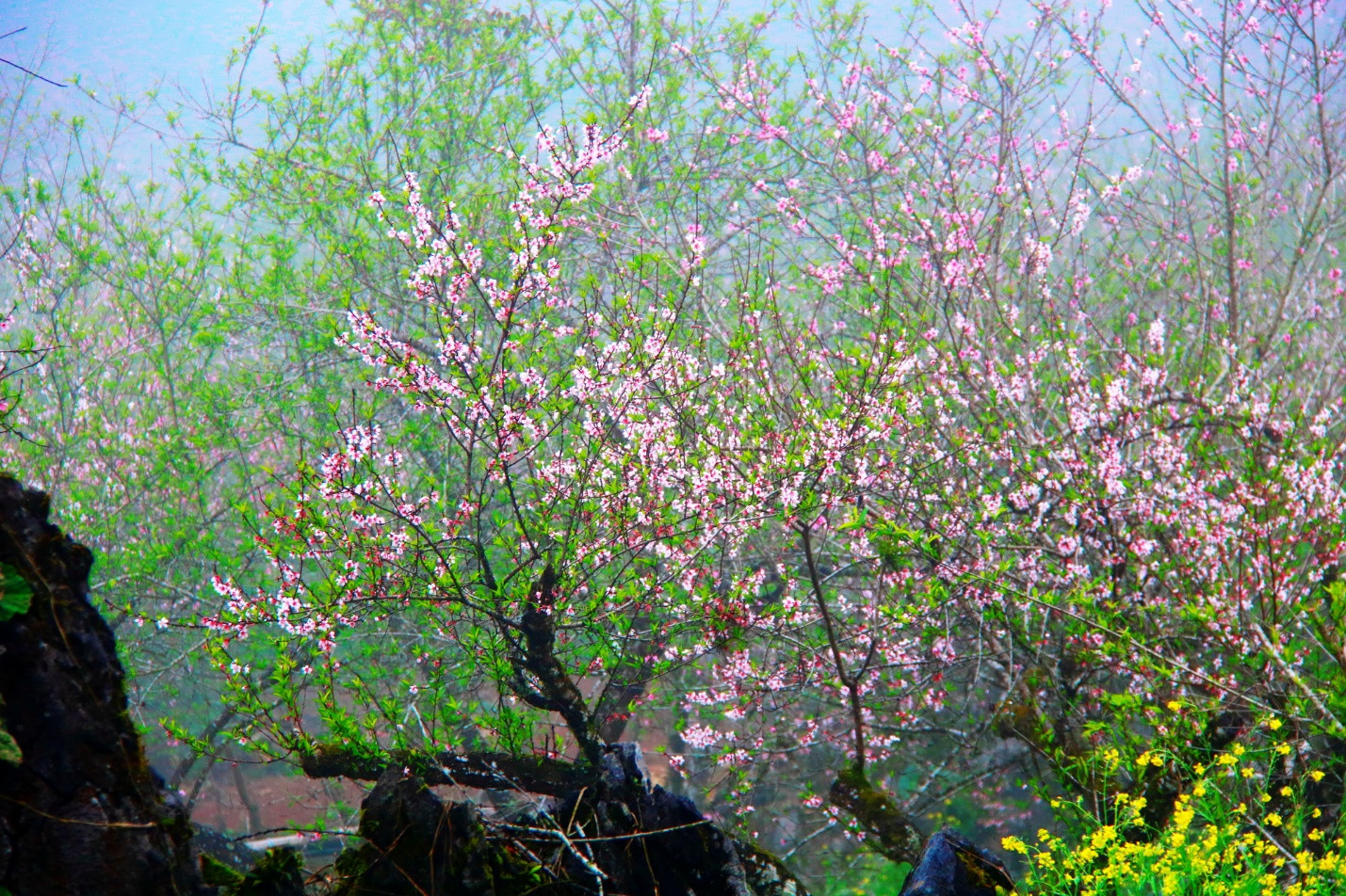 Mộc Châu mùa hoa thương nhớ ảnh 2 Mộc Châu mùa hoa thương nhớ ảnh 2