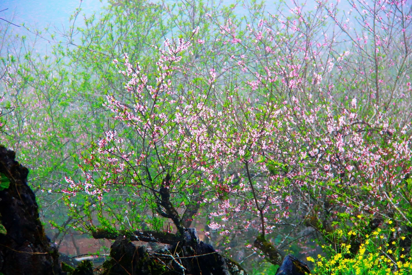 Mộc Châu mùa hoa thương nhớ ảnh 2