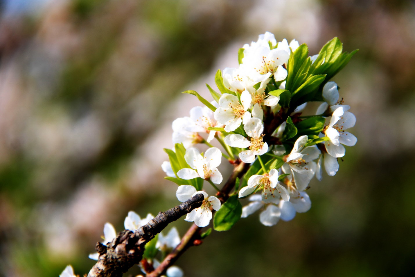 Mộc Châu mùa hoa thương nhớ ảnh 1 Mộc Châu mùa hoa thương nhớ ảnh 1