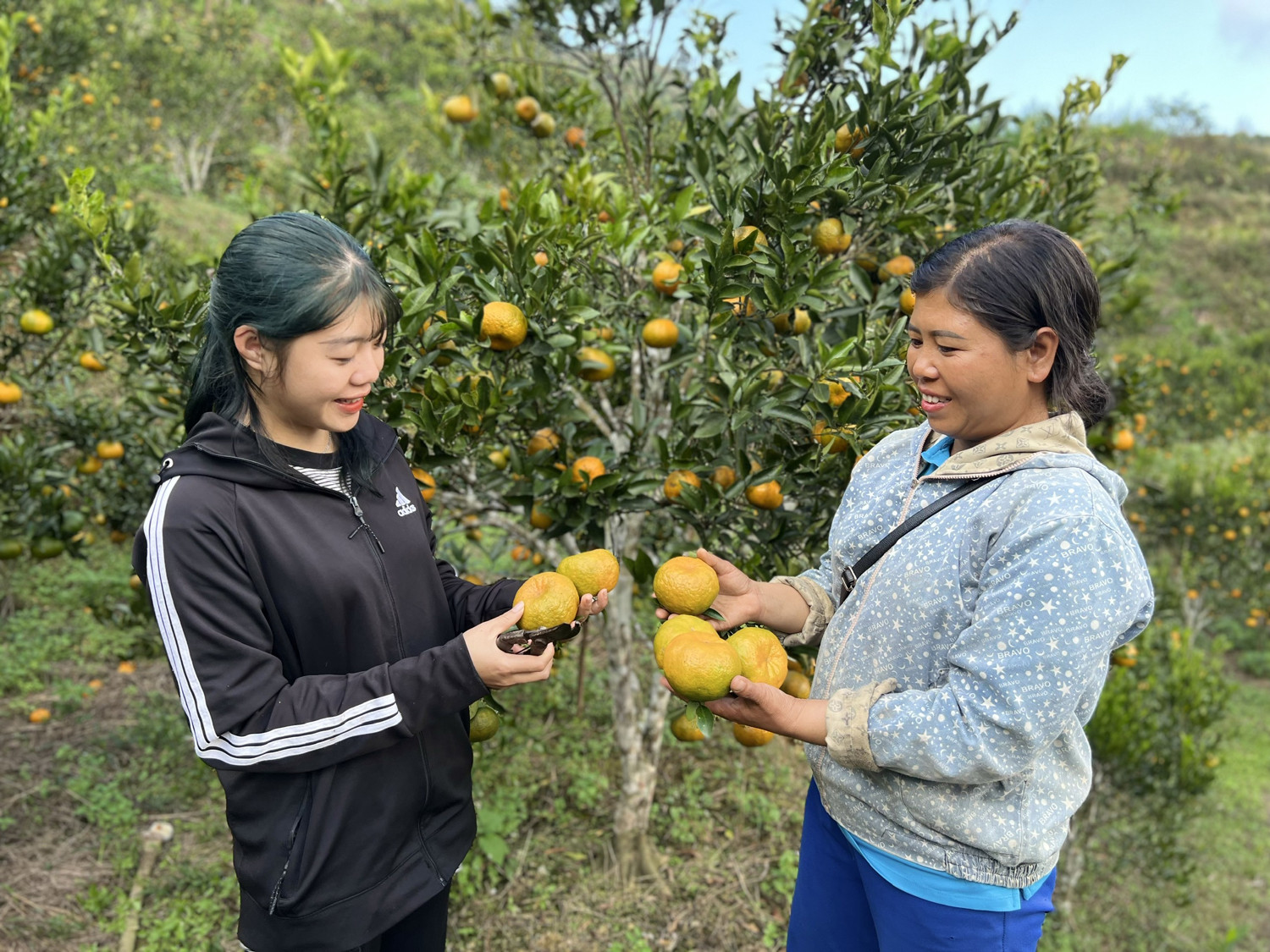 Chị Liên làm giàu từ trồng quýt ảnh 1