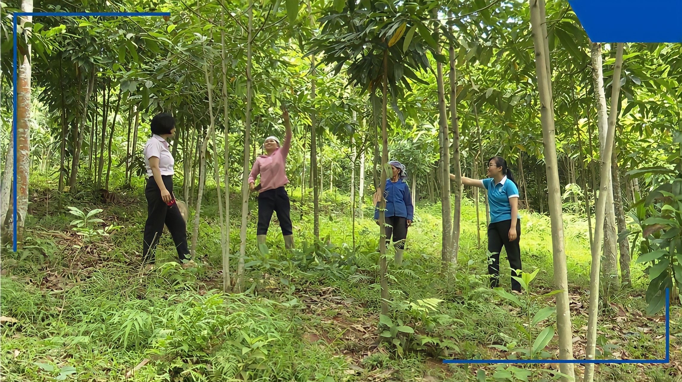 Một mô hình trồng rừng kinh tế ở Bát Xát sử dụng vốn vay tín dụng chính sách.
