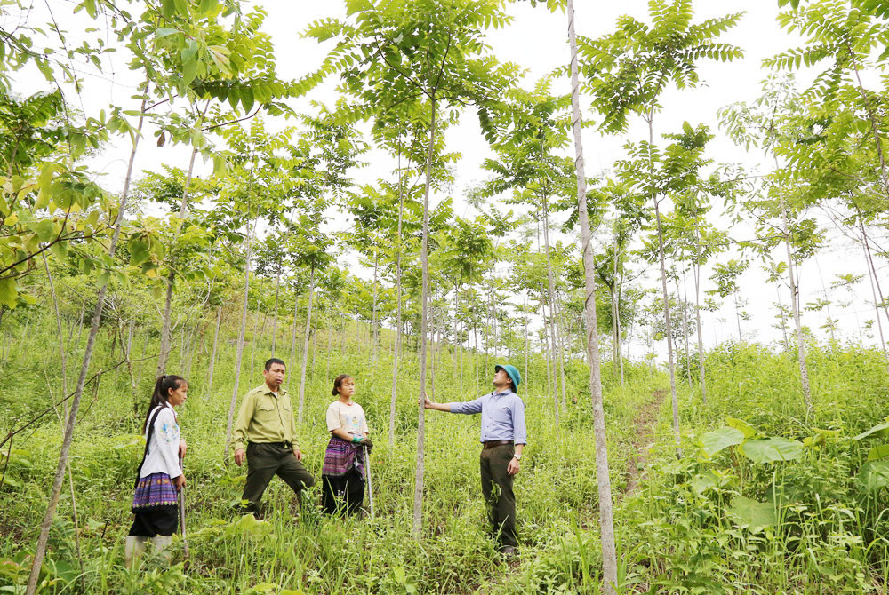 Người dân tích cực trồng rừng kinh tế. Người dân tích cực trồng rừng kinh tế.