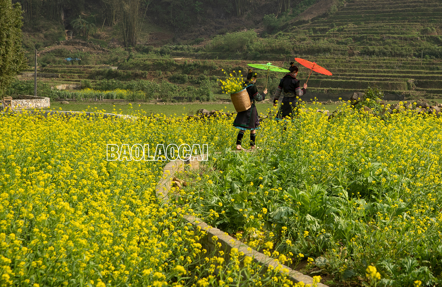 Vẻ đẹp cánh đồng hoa cải vàng ở bản Cát Cát ảnh 4