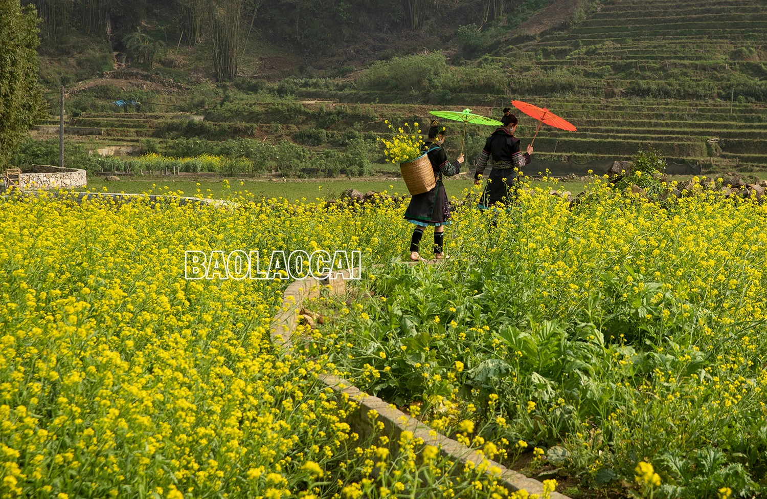 Vẻ đẹp cánh đồng hoa cải vàng ở bản Cát Cát ảnh 4