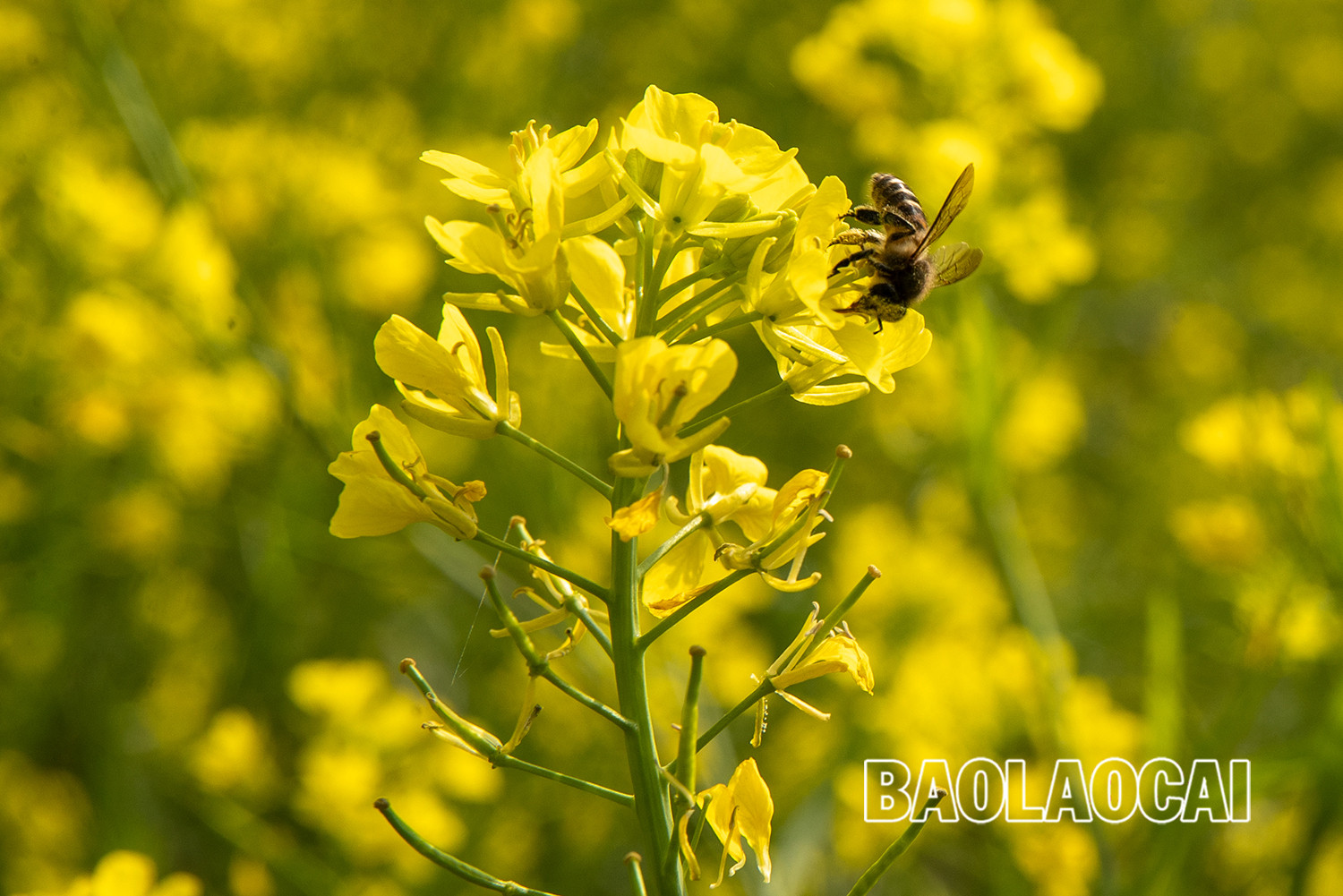 Vẻ đẹp cánh đồng hoa cải vàng ở bản Cát Cát ảnh 6