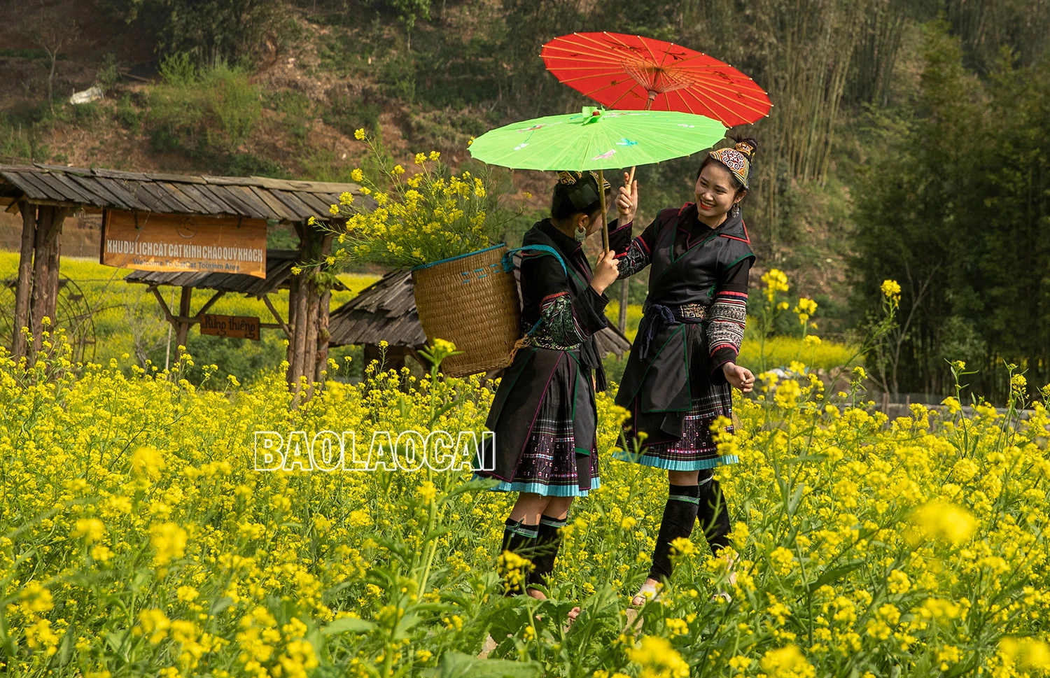 Vẻ đẹp cánh đồng hoa cải vàng ở bản Cát Cát ảnh 8