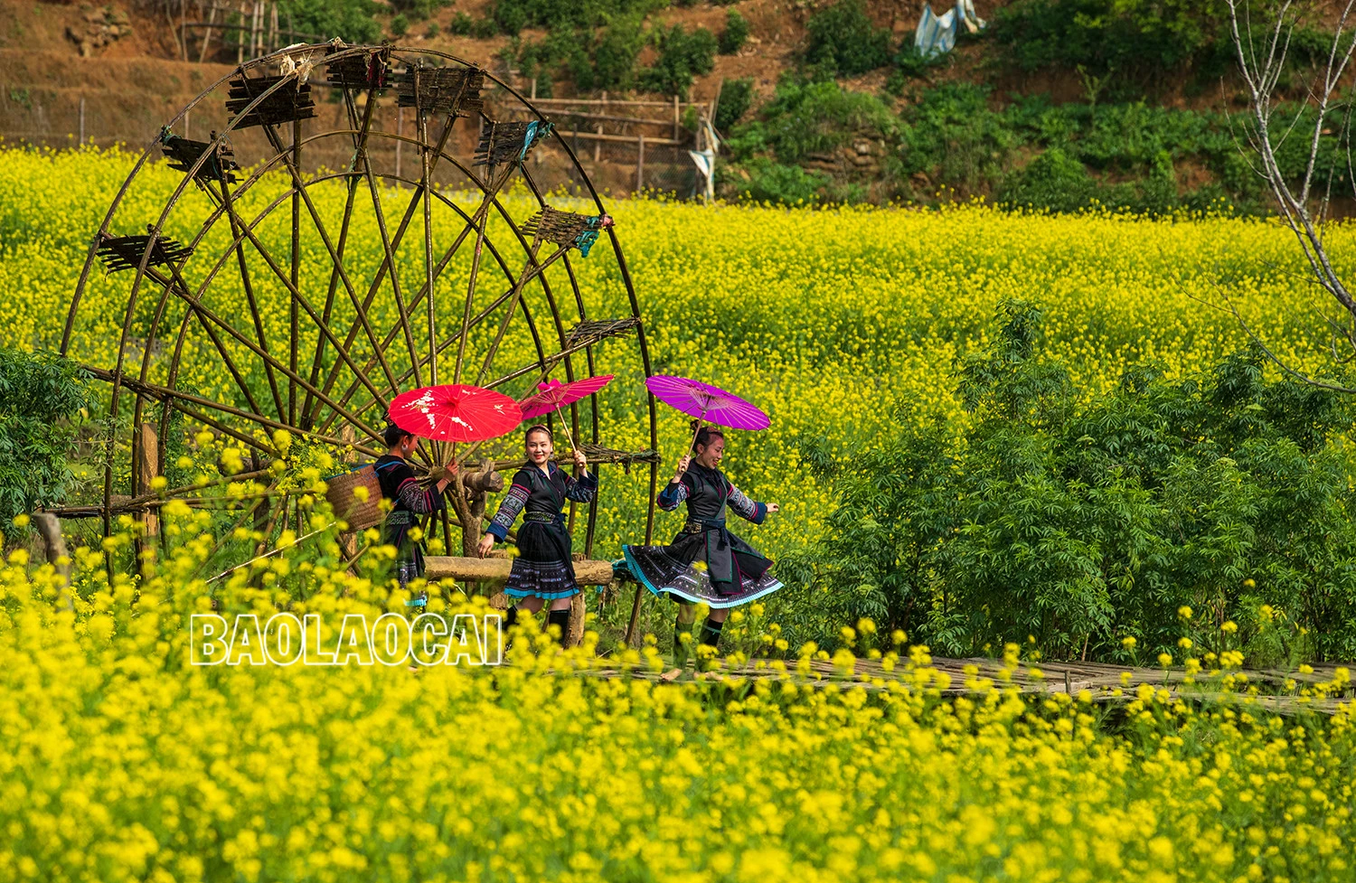 Vẻ đẹp cánh đồng hoa cải vàng ở bản Cát Cát ảnh 5