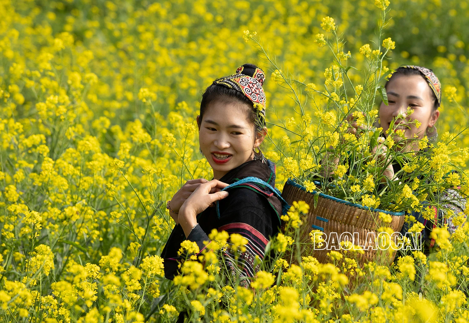 Vẻ đẹp cánh đồng hoa cải vàng ở bản Cát Cát ảnh 3