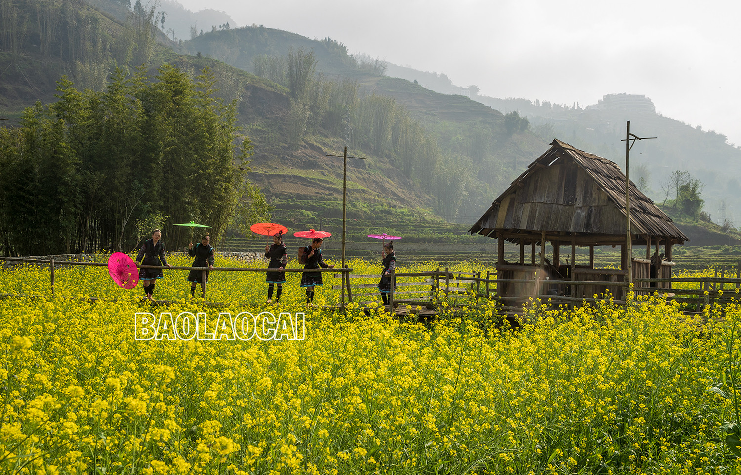 Vẻ đẹp cánh đồng hoa cải vàng ở bản Cát Cát ảnh 2