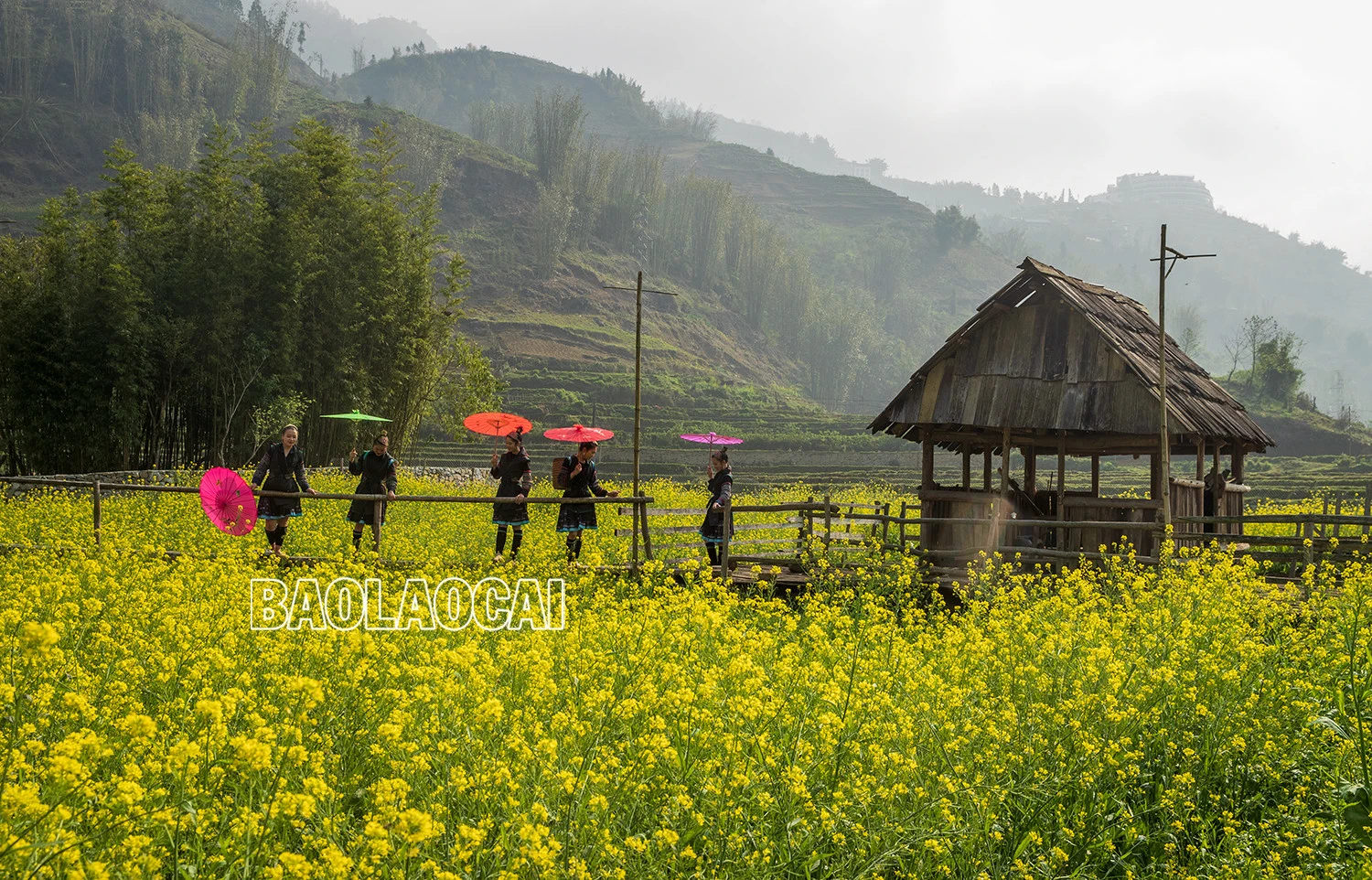 Vẻ đẹp cánh đồng hoa cải vàng ở bản Cát Cát ảnh 2