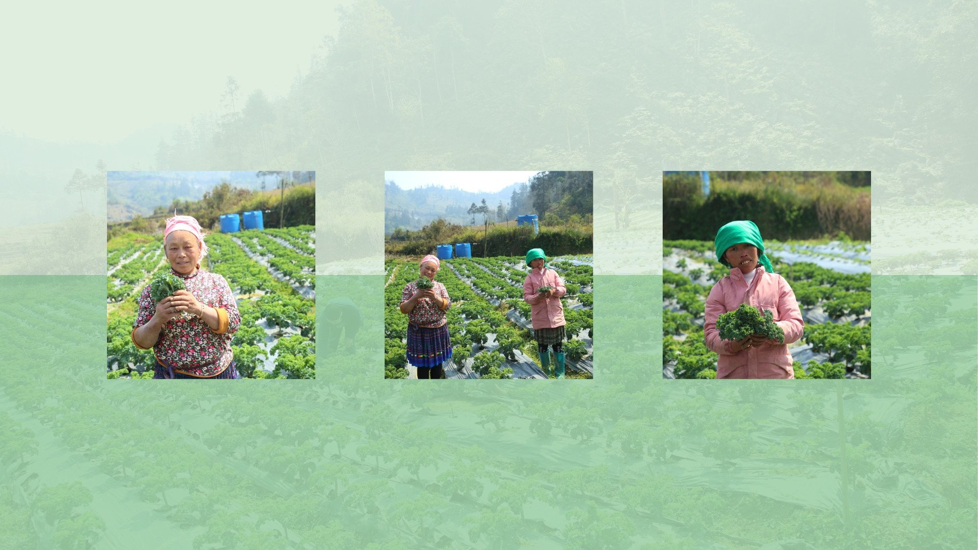 Những mô hình sản xuất nông nghiệp không chỉ đem lại hiệu quả kinh tế mà còn góp phần giải quyết việc làm cho lao động địa phương. Những mô hình sản xuất nông nghiệp không chỉ đem lại hiệu quả kinh tế mà còn góp phần giải quyết việc làm cho lao động địa phương.