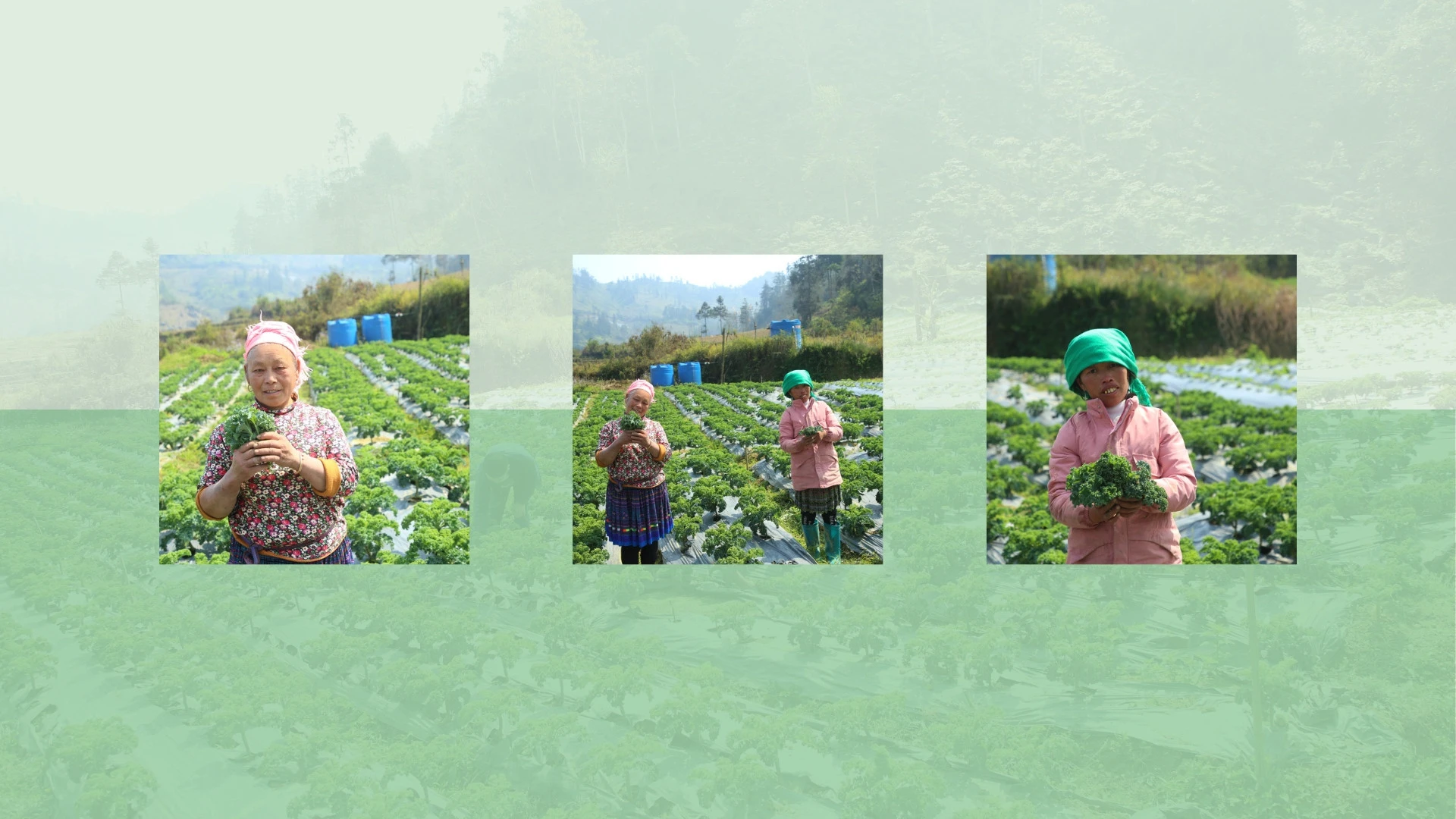 Những mô hình sản xuất nông nghiệp không chỉ đem lại hiệu quả kinh tế mà còn góp phần giải quyết việc làm cho lao động địa phương.