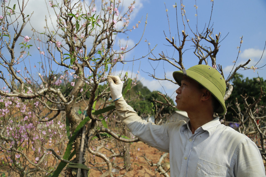 Cho sắc đào thắm lại ảnh 4