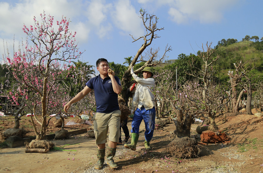 Cho sắc đào thắm lại ảnh 3