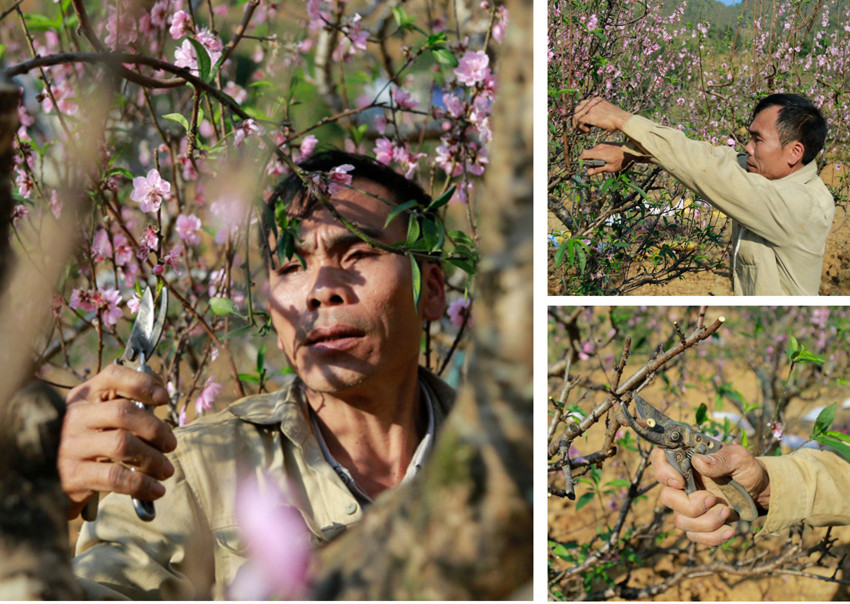 Cho sắc đào thắm lại ảnh 5 Cho sắc đào thắm lại ảnh 5