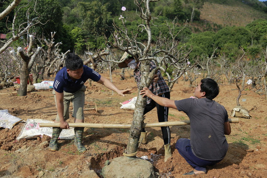Cho sắc đào thắm lại ảnh 8