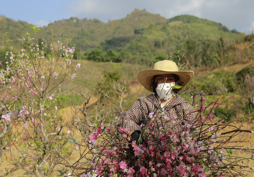 Cho sắc đào thắm lại ảnh 11