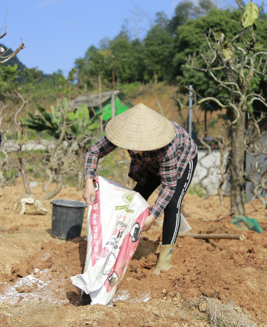 Cho sắc đào thắm lại ảnh 7